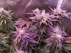 IMG_20200221_212215_1.jpg