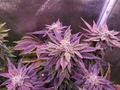 IMG_20200221_212224.jpg