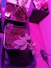 IMG_20200223_214338.jpg