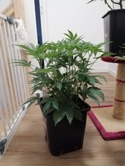 Sweet zkittlez stretch +2
