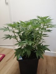 Skunk strech +2