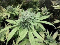 ghost rider og