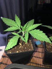00 A5 haze #1