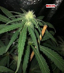 00 mac#1