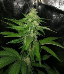 01 Alien OG