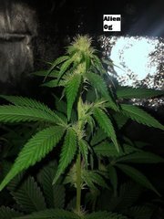 01 alien OG