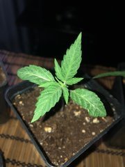 02 A5 haze #3