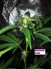 02 wedding cake
