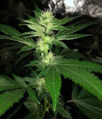 03 Sour Diesel IBL riri