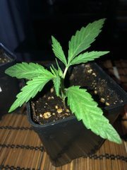 03 A5 haze #4