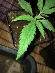04 A5 haze #2