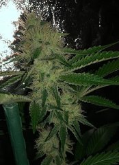 08 Alien OG
