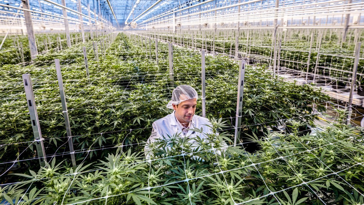 Le cannabis, un nouvel eldorado pour l'industrie