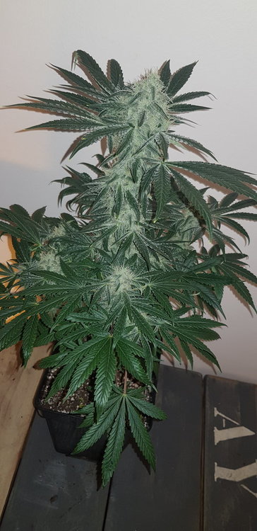 weed420-102.thumb.jpg.205e707b66d46872cfd36b6c94df1cf6.jpg