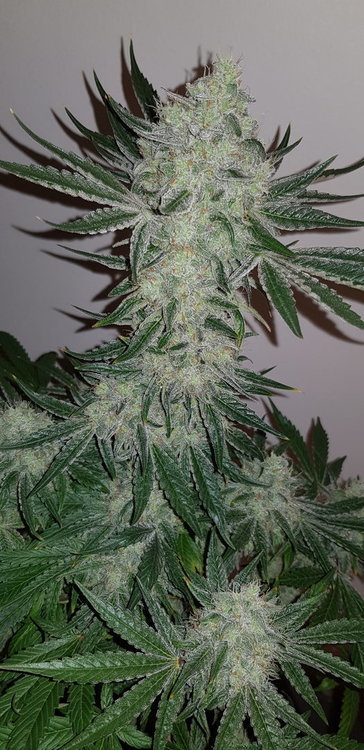 weed420-152.jpg