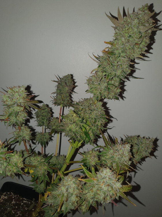 weed420-241.jpg