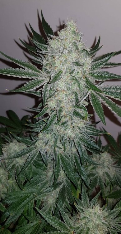 weed420-315.jpg