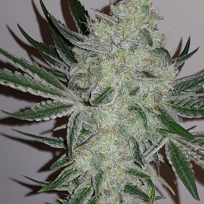 weed420-396.jpg.7315b7c962b0dac7b95ad3a7b495ba84.jpg