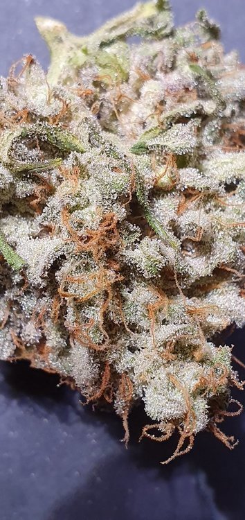 weed420-616.thumb.jpg.21cc8eacc23768b7a3927f1f9bab2376.jpg