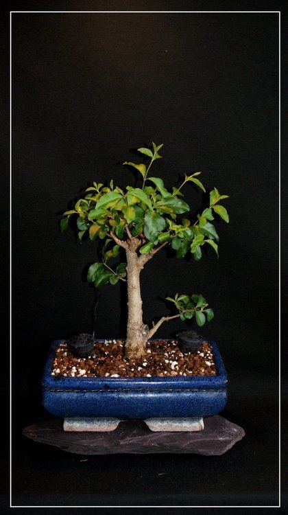 130725192_ligustrum2.thumb.jpg.ed3980c996d9715a4fdcfb1bf24c7a58.jpg