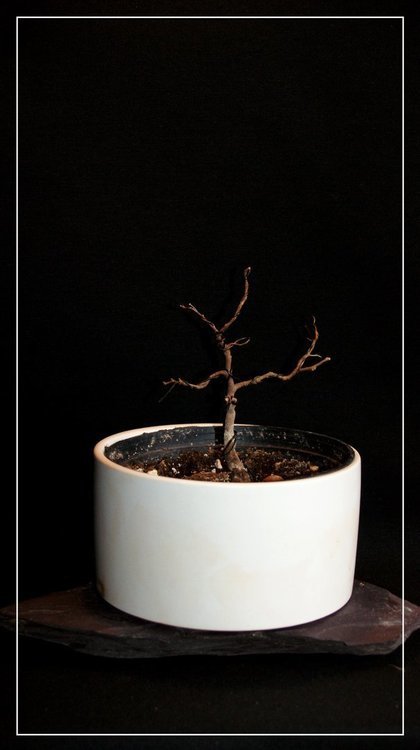 1612296166_ficusbenjamina.thumb.JPG.66374b529458f4349c096ea3acc42132.JPG