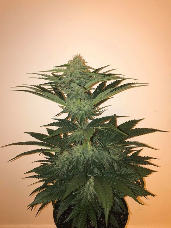 OG Kush.jpg