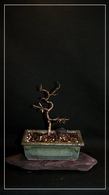921370590_ficusbenjamina(starlight).thumb.JPG.886bdab54036a8aced82a8e46ed41c80.JPG