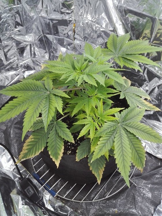 day44_gelato.jpg