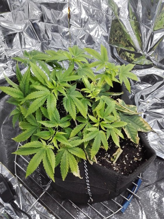 day52_gelato.jpg