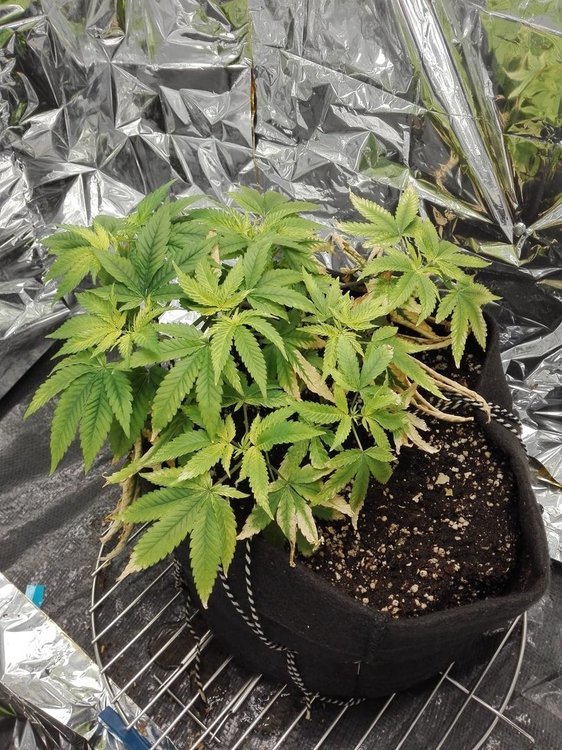 day58_gelato.jpg