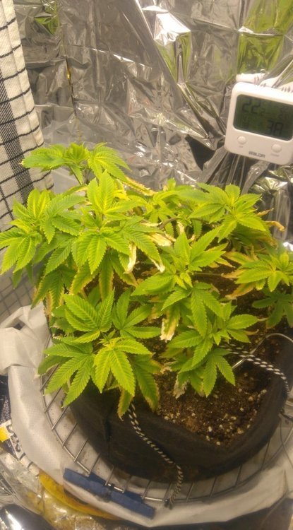 day80_gelato.jpg