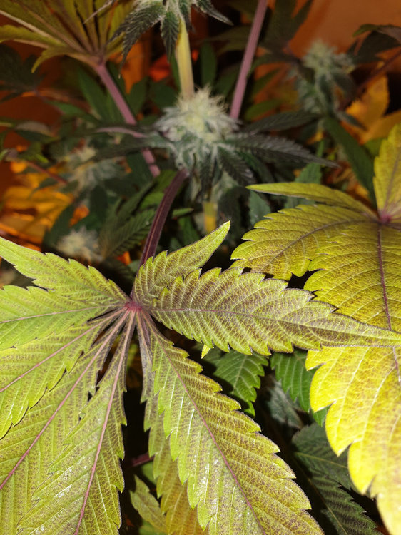 feuilles1.thumb.jpg.1ea6281cbc322a1b823e59bf66a3181a.jpg