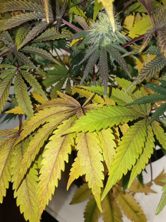 feuilles2.thumb.jpg.95e5a9c64e1eead082f1dcf48b3f7218.jpg