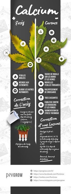inphografique-calcium-cannabis.jpg