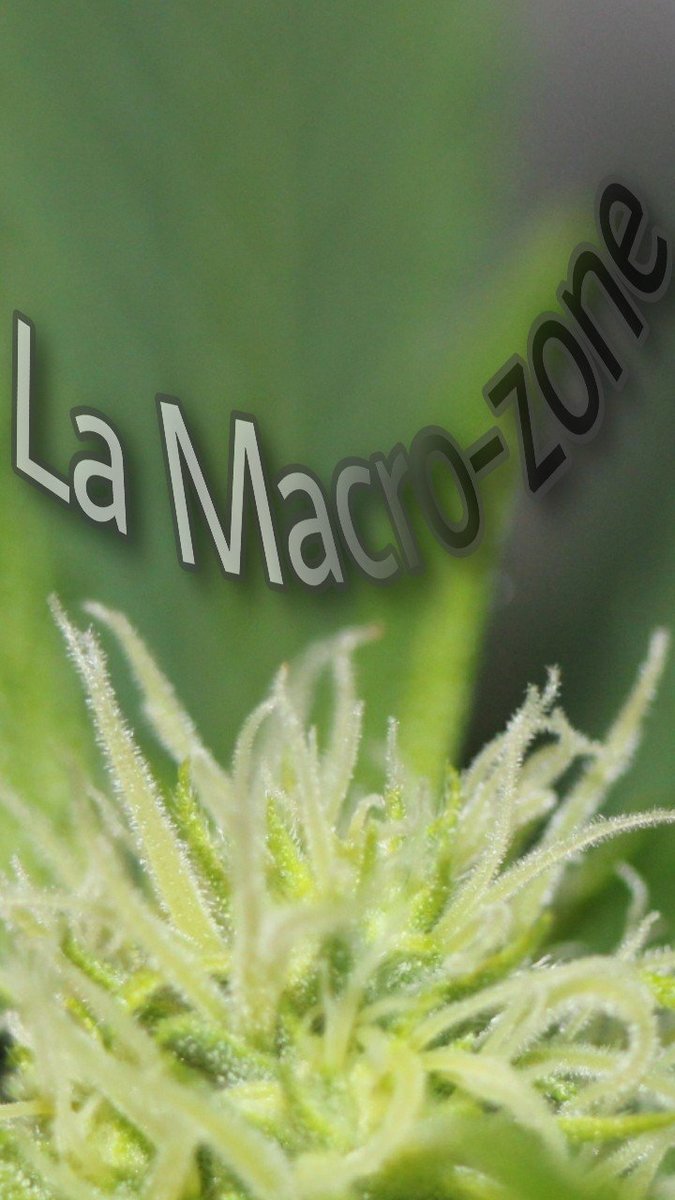 La Macro-Zone?? de la cave!!