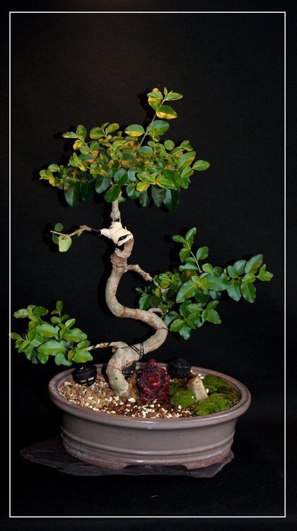 ligustrum.thumb.JPG.771e1fc0acaf76a4cb1e5947cc9c4e2d.JPG