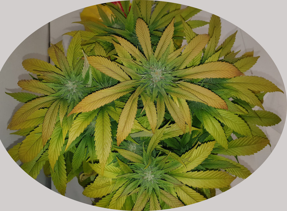 plant1.thumb.jpg.da0379d1482e7e1085a1bbdcea6cf831.jpg