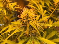 PouF dominance sativa 200W CFL Cro+46 Flo+30