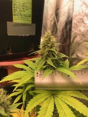 PaF Hybride Cro+49 Flo+44 Bud