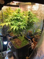 PiF LED3000K 50W Cro+49 Flo+25