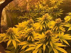 PaF hybrid Cro+49 Flo+35