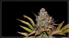 FLO+65 Bubblelicious bud.jpg