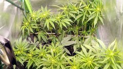 Amnesia super strains et purple punch dosidos (coco)