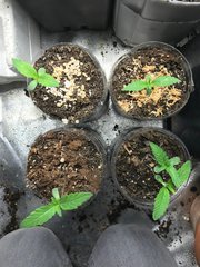 MAQUIxKUSH Cro+6