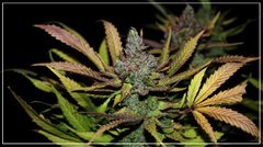 FLO+65 Uk cheese bud 1.JPG