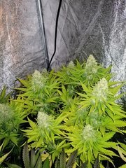 Zkittlez 12/12 +39