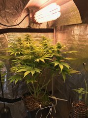 PaF CFL2100K 200W Cro+49 Flo+25