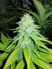 F+19 Sweet Zkittlez