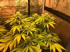 PiF indica domi. Cro+49 Flo+31 50W LED miniQB3000K