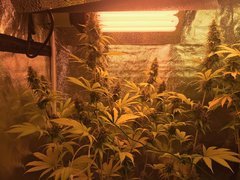 PouF sativa Cro+46 Flo+58
